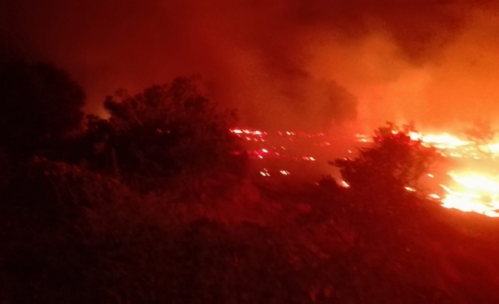 Burhaniye’de arazi yangınında mandalina ağaçları zarar gördü