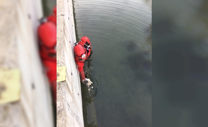 Burhaniye’de su kanalına düşen kediyi itfaiye kurtardı