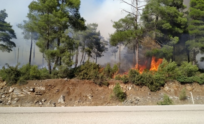 Bursa’da orman yangını...Çam ağaçları yanıyor