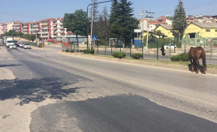 İnegöl’de başı boş atlar tehlike saçıyor