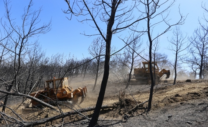 İzmir’de yanan 500 hektarlık alanı yeşillendirmek için hazırlıklar başladı