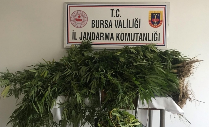 Jandarmadan uyuşturucu operasyonu