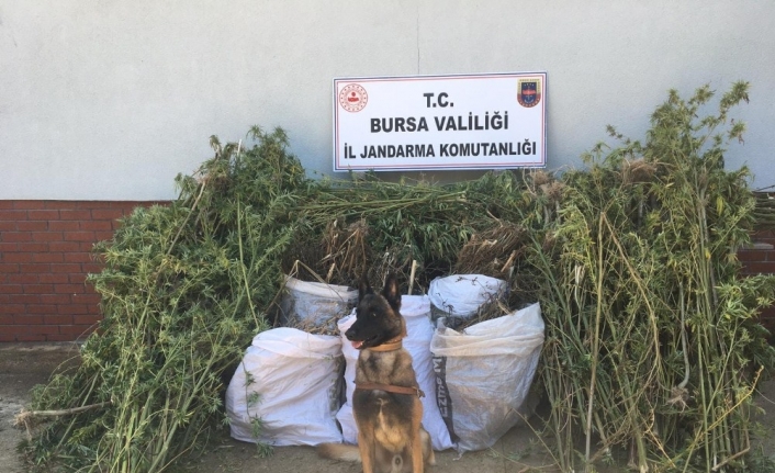 Jandarmanın uyuşturucu operasyonu havadan görüntülendi