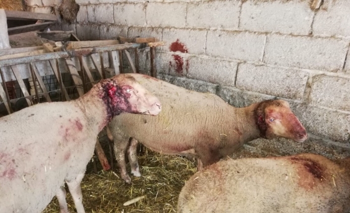 Ahıra giren sokak köpekleri 6 koyunu telef etti