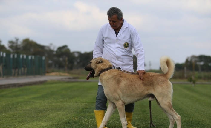 Bu köpekler kapış kapış...Dünyaya gelmeden satılıyor