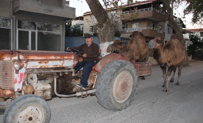 (Özel) Develer traktör ile antrenman yapıyor