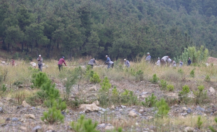 Madenler çıkarıldı...20 bin fıstık ve akasya maden sahasına dikildi