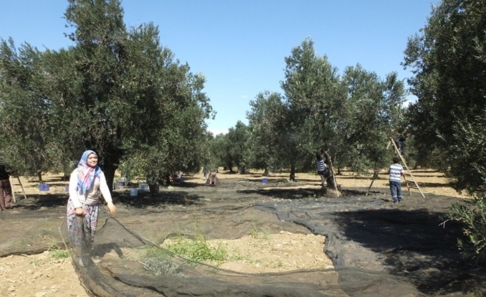 Zeytin hasadına başlandı