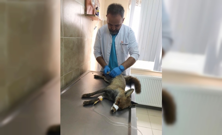 Araba çarpan tilki hayata tutundu, ormana yeniden salındı