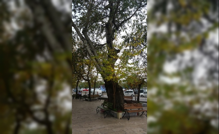 Şimdi oldu mu? .. Asırlık kavak ağacına kesim kararı