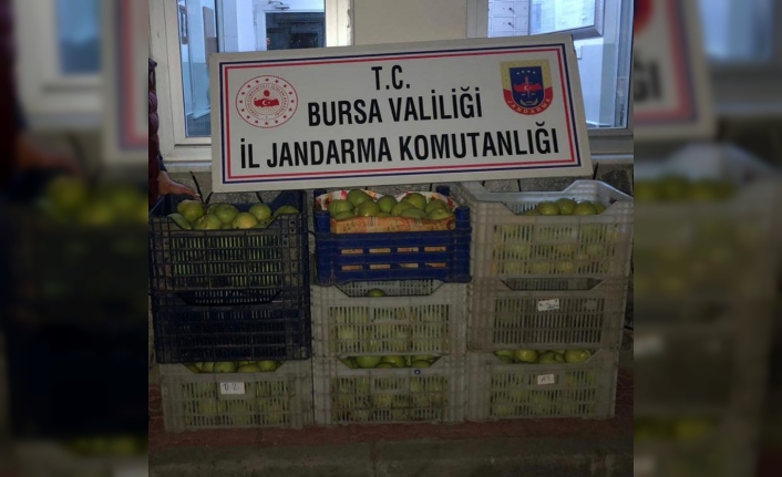 Bahçeden 300 kilo armut çaldılar