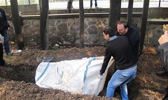 Beş yıldır gömülü olan yunusun iskeleti EÜ Tabiat Tarihi Müzesinde