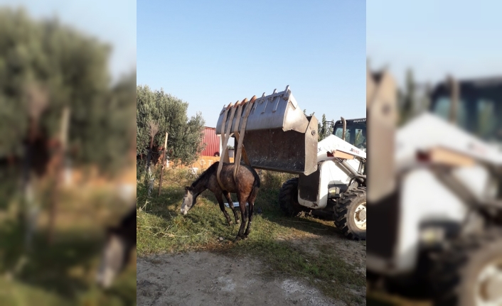 Burhaniye’de kanala düşen atı itfaiye kurtardı