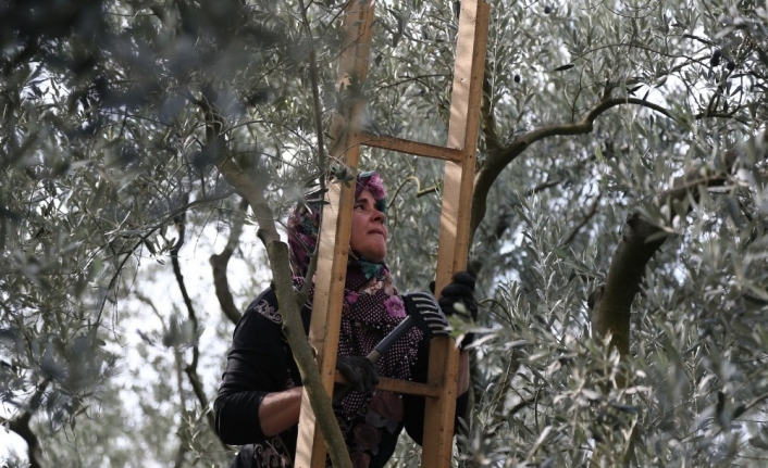 Bursa’da zeytin hasadı başladı