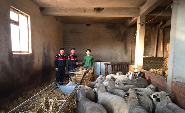 Çalınan 20 koyunu jandarma ekipleri buldu