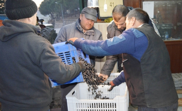 Erdek’te zeytin alımları başlıyor