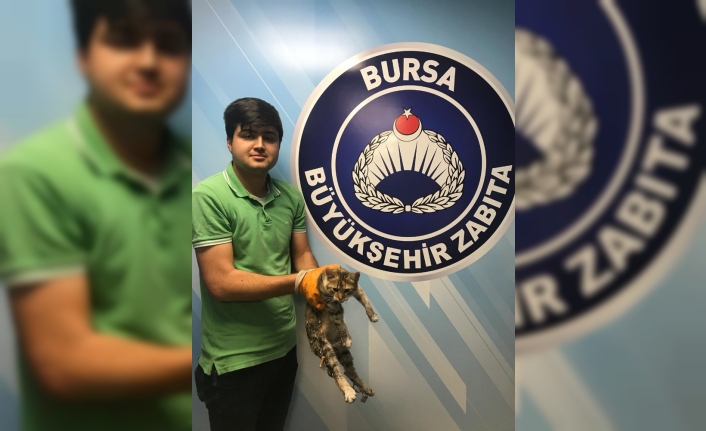 İşkenceye uğrayan kediye Büyükşehir şefkati