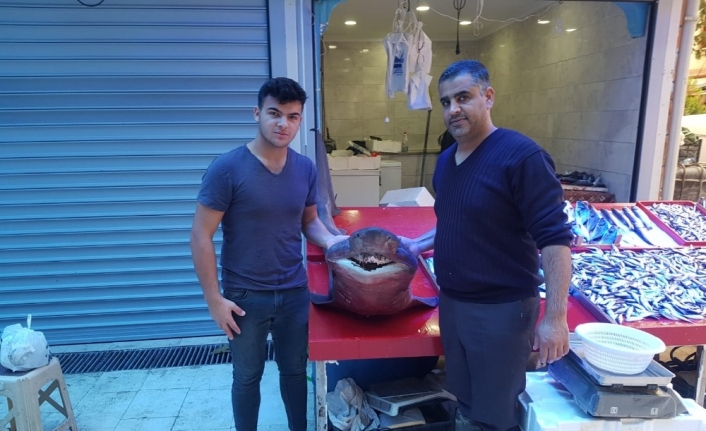 Kanser hastaları için köpek balığı getirtti