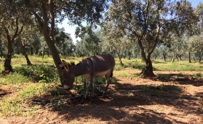 Kayıp eşek alarmı