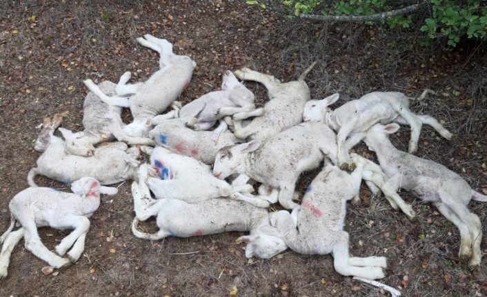 Köyde esrarengiz olay, 150 kuzu telef oldu