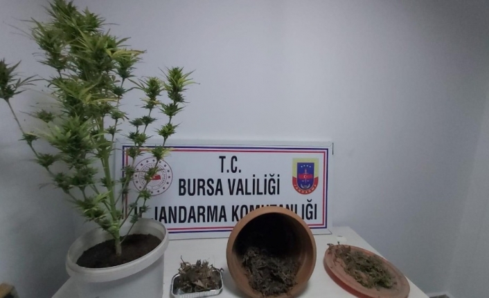 Lokantadan uyuşturucu çıktı