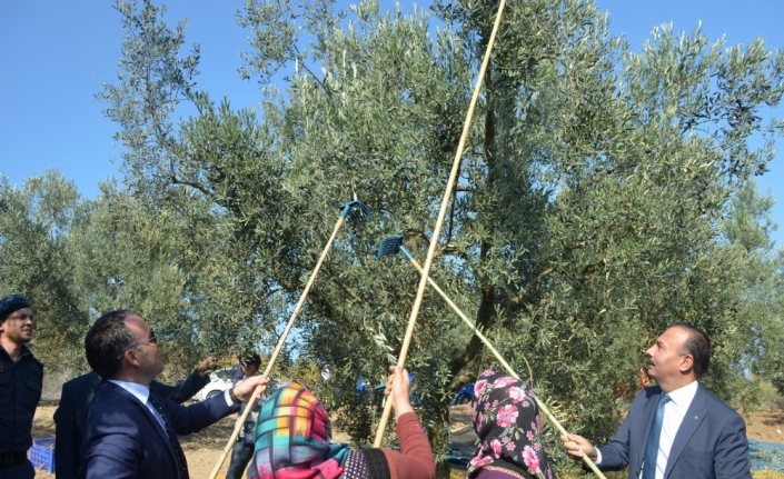 Mudanya’da zeytin hasadı başladı
