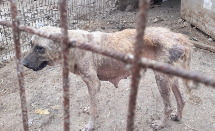 Ölüme terk edilen köpekler kurtarıldı