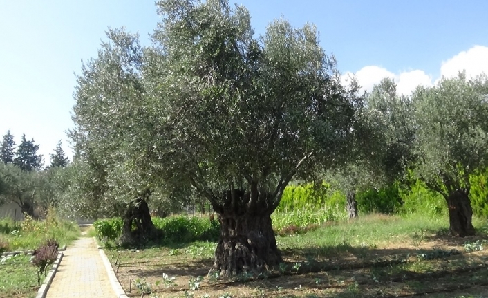 810 yıllık zeytin ağacı turizme hizmet ediyor