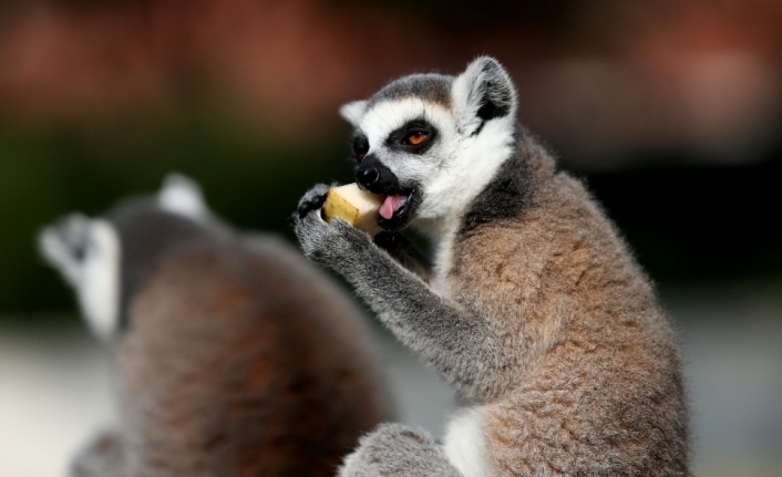 Dünya Lemurlar Günü’nde lemurlara ziyafet çektiler