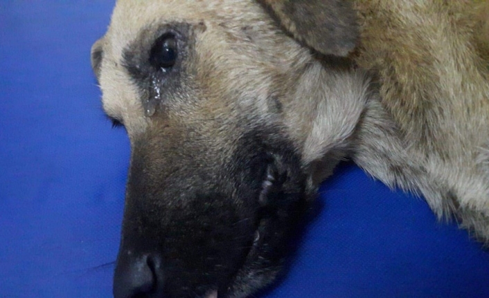 (Özel) Kazada yaralanan köpeğin gözyaşları...Büyükşehir o gözyaşlarını dindirdi