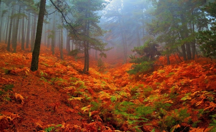 Kazdağları’nın kestane ormanları sonbahar renkleriyle büyük ilgi çekiyor