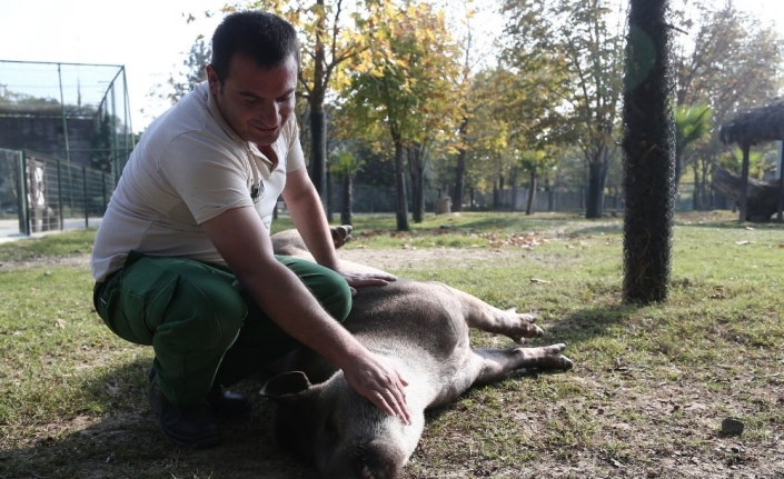 Tapirlerin masaj tutkusu