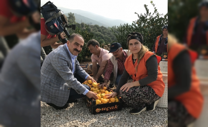 Satsuma mandalinanın ihracat yolculuğu 18 Ekim’de başlıyor