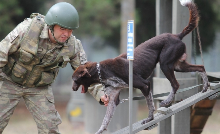 Sınır ötesi operasyonlara yerli ırk köpek