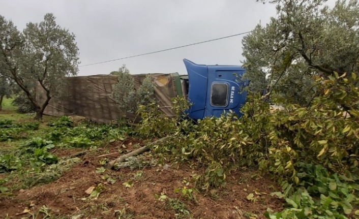 Şişe yüklü tır zeytin bahçesine devrildi