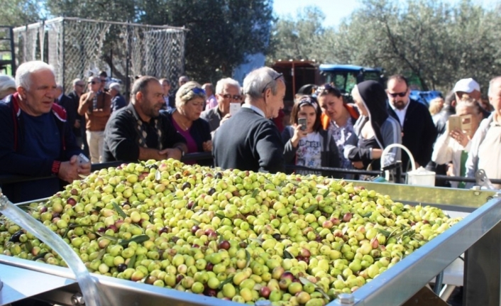 Uluslararası Zeytin Hasat Festivali başlıyor