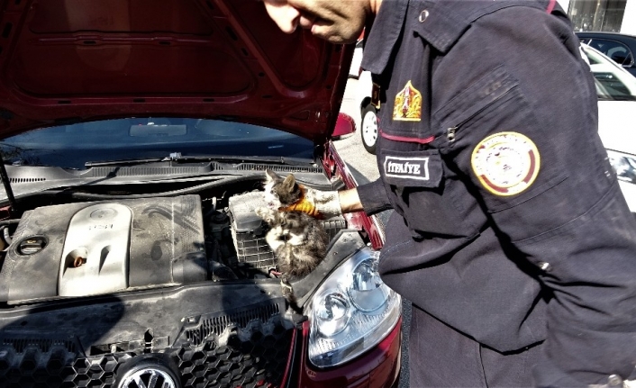 Yardım etmek için durduğu yaralı kedi aracın içine kaçtı