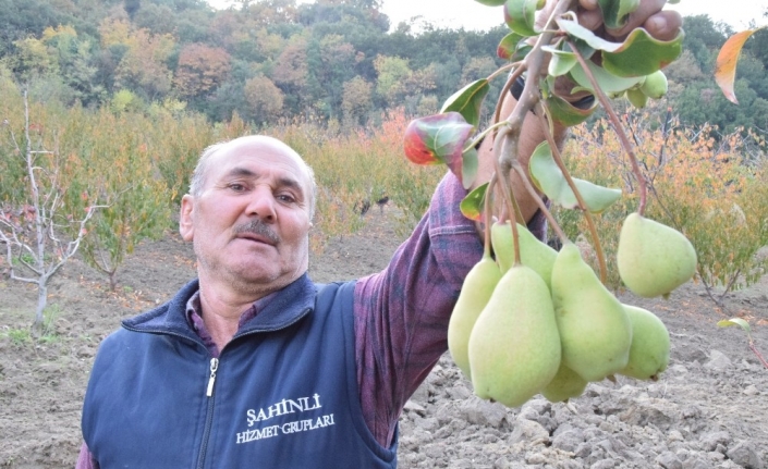 Armut ağacı 2 ay ara ile meyve verdi