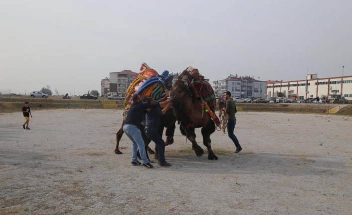 Burhaniye Deve güreşleri havut töreni yapıldı