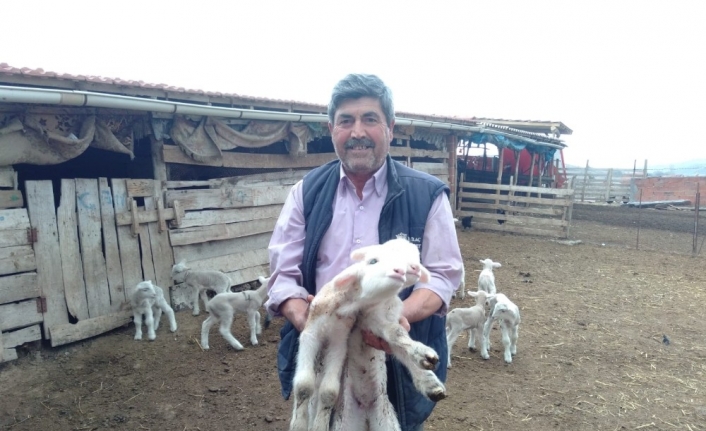 Doğumda annesini kaybeden kuzu, "Anne, anne" diye meliyor