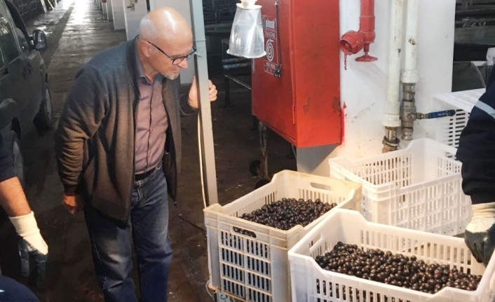 Erdek’te zeytin alımları sürüyor