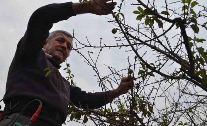 Erik ağacı çiçek açtı, sonra meyve verdi