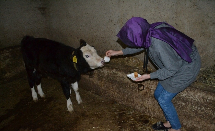 Hayvanlarına kahve ikram ediyor