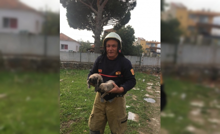 Kuyuya düşen yavru köpekler kurtarıldı