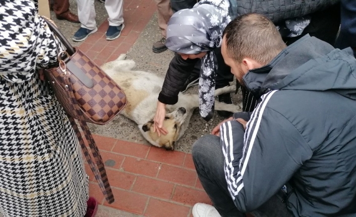 Numaracı köpek vatandaşları seferber etti