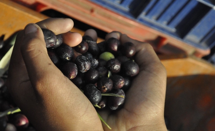 Zeytin yağında doğru bildiğimiz yanlışlar