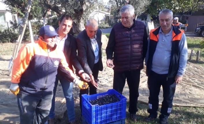 Parklardaki zeytinler değerlenecek