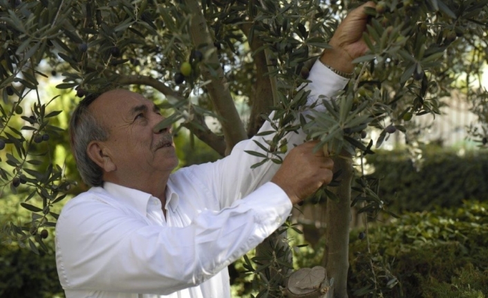 Tariş Zeytinyağı Birliği zeytinyağının fiyatını açıkladı
