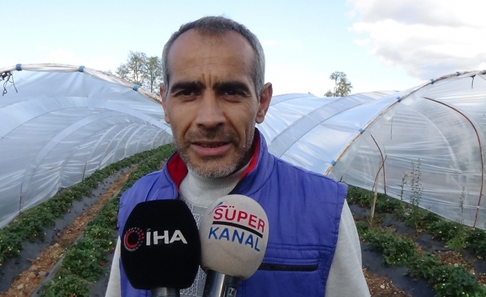 Yediveren çileğinde son hasat