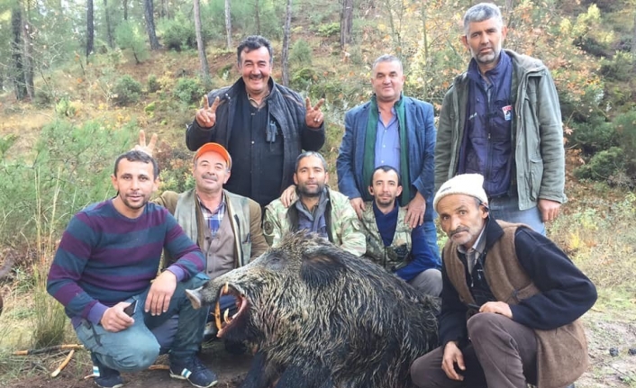 Bursa’da tarlalara dadanan 310 ve 252 kiloluk domuzları avladılar
